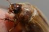 Amphimallon sp.
